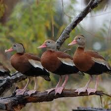 Team Page: Bob the Duck